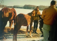 Latvijas kriminālās vēstures īpaši cietsirdīgā lappuse: Astrīdas Bušmeisteres nežēlība pret zirgiem