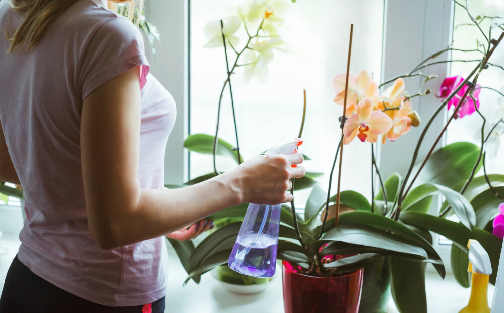 Kā pareizi laistīt orhidejas ziemā, lai tās neaiziet bojā