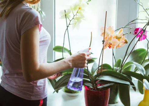 Kā pareizi laistīt orhidejas ziemā, lai tās neaiziet bojā