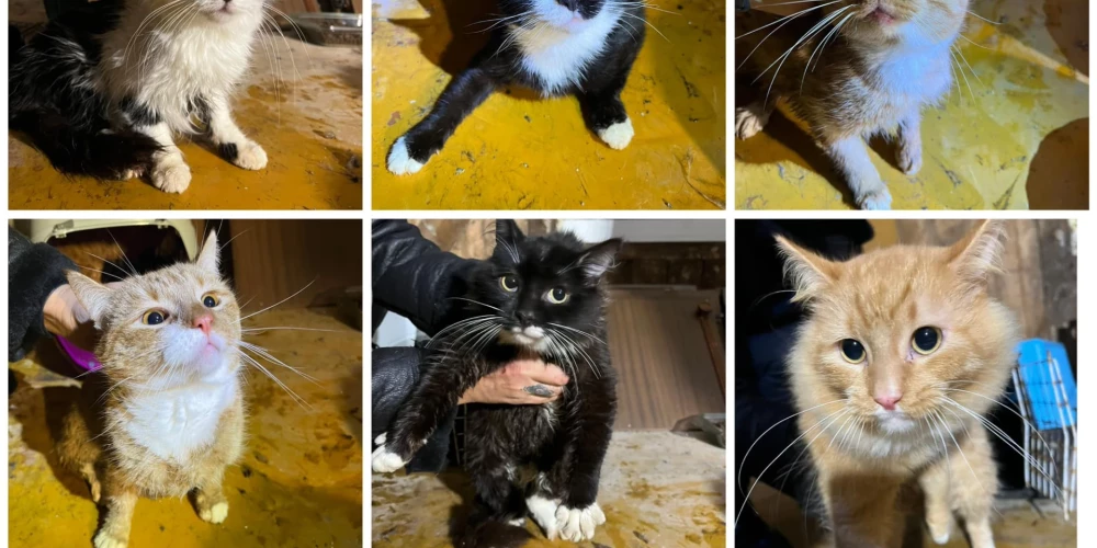 Limbažos divistabu dzīvoklī izķerti 78 kaķi, vācēja nodota psihiatru aprūpē
