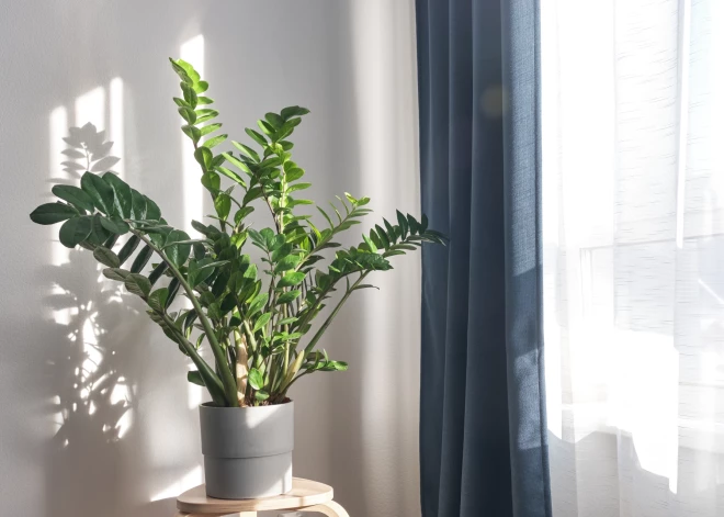 Augi, kurus nekad nevajadzētu turēt mājās