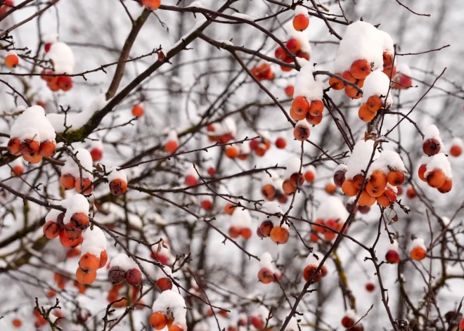Nākamnedēļ Latvijā saglabāsies sniegs un sals
