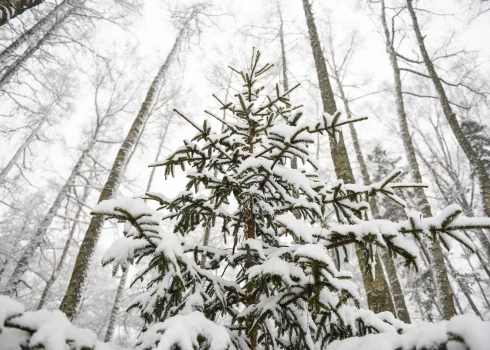 И в этом году елку к Рождеству можно срубить в лесу - но не в любом!