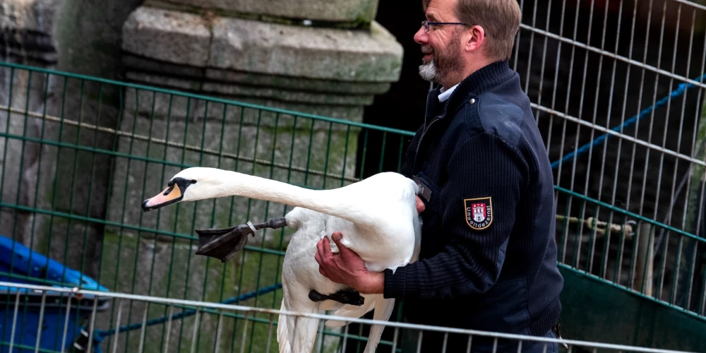 Hamburgas gulbji pārcelti uz ziemošanu