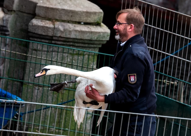 Hamburgas gulbji pārcelti uz ziemošanu