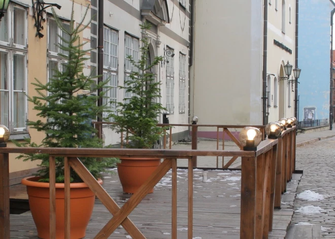 Vai vērts pirkt egli podiņā? Audzētāja pieredze un padomi