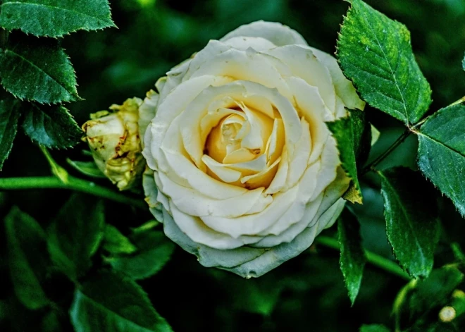 Šonedēļ populārākie vārdi - Baiba, Vladimirs un Nikolajs