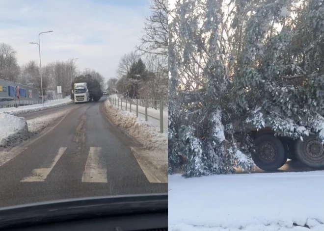 ВИДЕО: латвиец спилил огромную елку и повез ее на грузовике - картина впечатляет