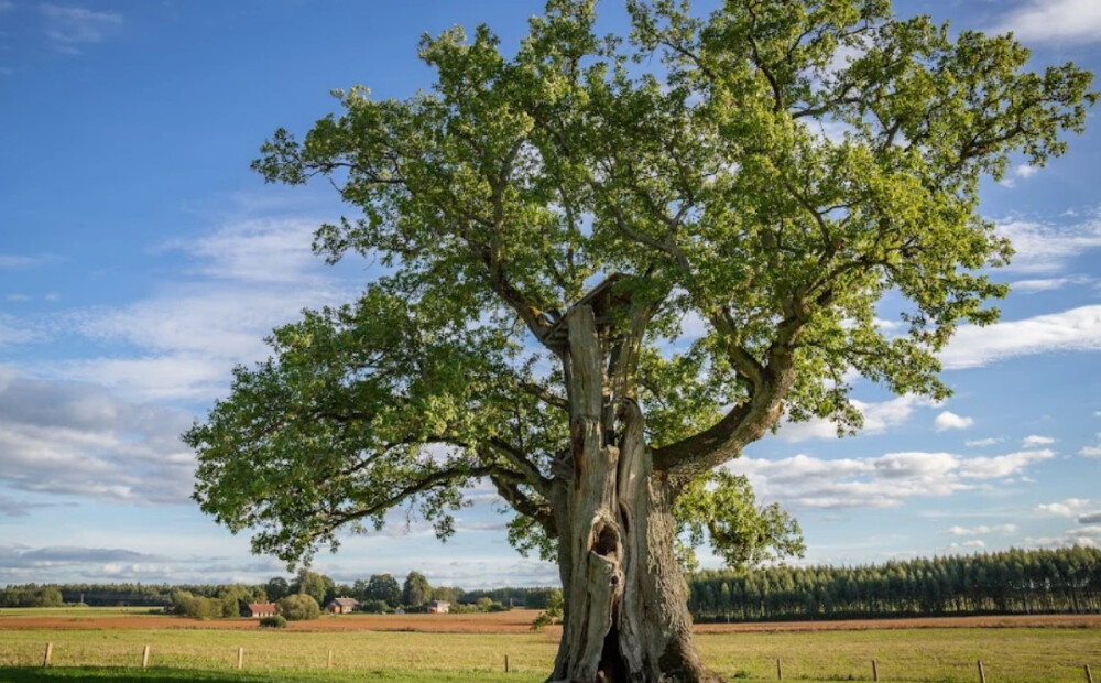 Par Eiropas gada koku Latvijā kļuvis Kaņepju dižozols Valmieras novadā