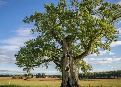 Par Eiropas gada koku Latvijā kļuvis Kaņepju dižozols Valmieras novadā