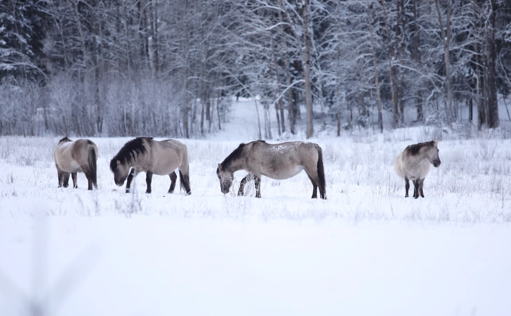 Beidzot ir atbilde, vai Latvijas lauki zem sniega nav sasaluši