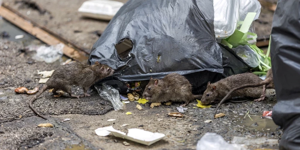 Полностью истребить крыс в Риге, скорее всего, никогда не удастся - они могут быть в подвале любого дома!