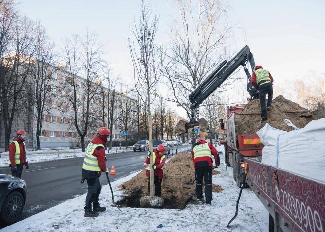 Vai ziemā vispār drīkst stādīt kokus: cik tas ir prātīgi?