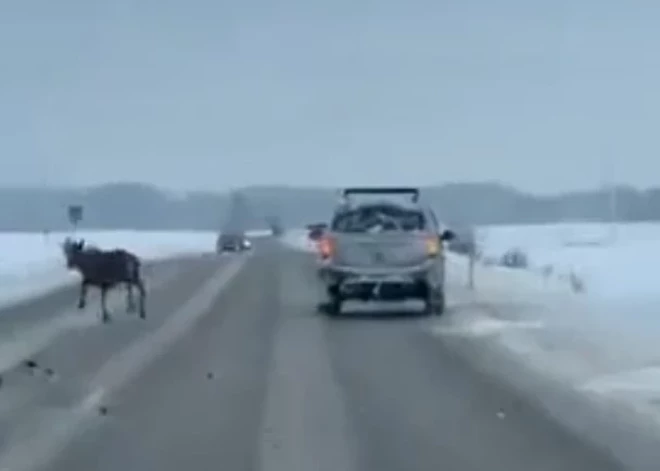 Видео стрельбы из едущего авто по животным шокировало латвийцев - Ринкевич возмущен, полиция ведет расследование