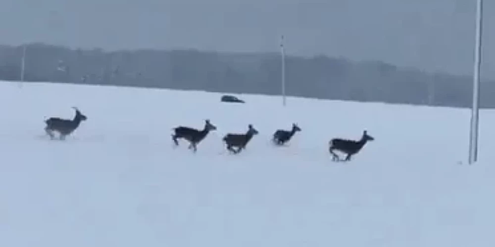 Видео стрельбы из едущего авто по животным шокировало латвийцев.