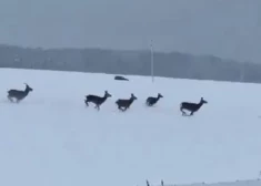 Видео стрельбы из едущего авто по животным шокировало латвийцев.