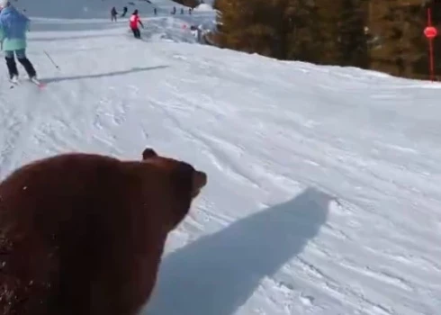 VIDEO: vai ar slēpēm var ietriekties lācī?