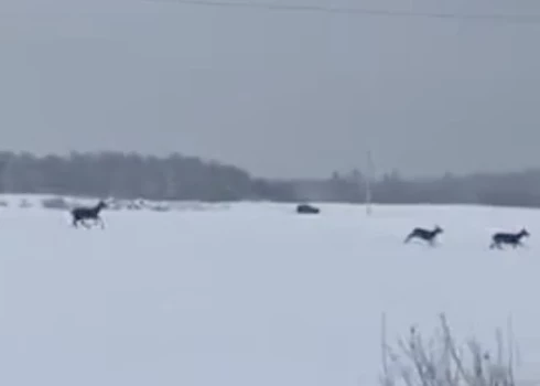 Svētdien sociālajos tīklos izplatīts aculiecinieku videomateriāls, kur kāda persona Saldus novada Jaunlutriņu pagastā uz autoceļa Ventspils-Kuldīga-Saldus no braucošas automašīnas šauj uz meža dzīvniekiem.