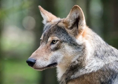 Latvijā noslēgusies vilku medību sezona