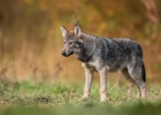 Grey wolf ( Canis lupus ) close up