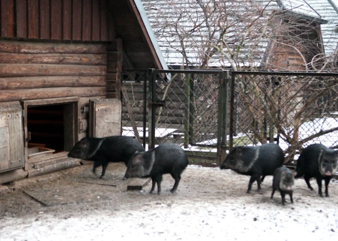 Rīgas Zoodārzs no trešdienas atkal gaidīs apmeklētājus