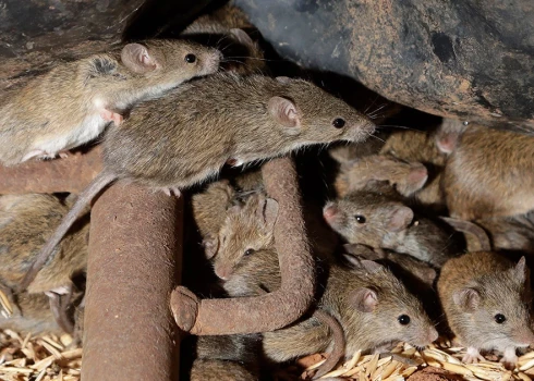 Kupjanskas virzienā daudzās Krievijas iebrucēju vienībās tika reģistrēts tā sauktais "peļu drudža" uzliesmojums.