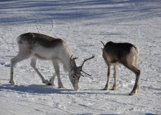 Kā ziemeļbrieži palīdz uzturēt Lapzemi sniegotu?