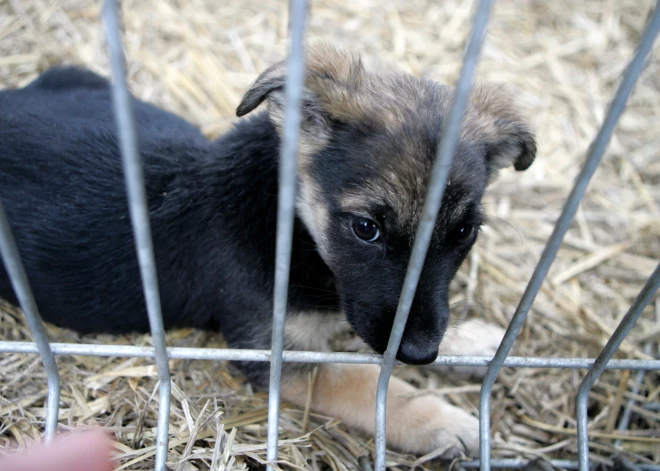 Lietuvā sodīta sieviete, kas suņiem veikusi balss saišu izņemšanas operāciju 