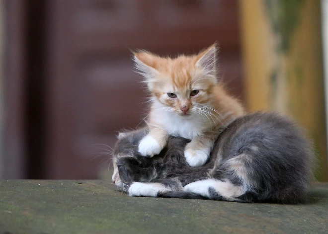 Likumā noteiks, ka audzētavās kaķiem un suņiem nedrīkst būt vairāk par vienu mazuļu metienu gadā