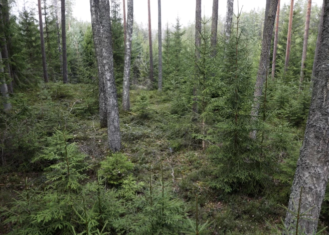 VUGD un VP palīdzējuši no meža izkļūt cilvēkam, kurš apmaldījās, meklējot eglīti