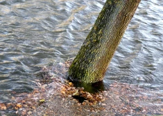 Kurzemes upēs atkal sāk paaugstināties ūdens līmenis
