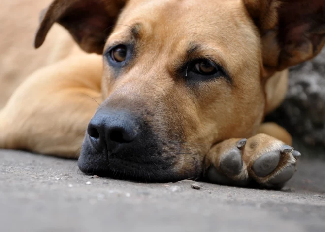 Dzīvnieku patversmē “Ulubelē” vairāk nekā 10 000 brīvprātīgo