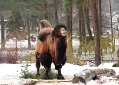 Zooloģiskajā dārzā kamieļu tēviņš līdz nāvei nospārda apkopēju