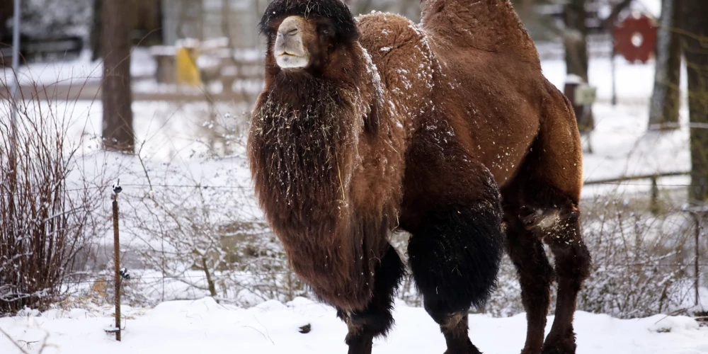 Darba inspekcija izmeklēs Rīgas Zoodārza kamieļu aplokā notikušo nelaimes gadījumu
