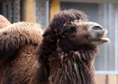 Kamielim bijis auru laiks, par traģēdiju zoodārzā saka Ingmārs Līdaka