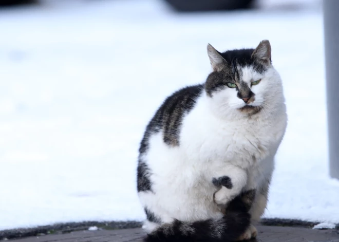 Jaunais gads iesāksies ar salu - gaiss naktīs atdzisīs līdz pat -20 grādiem