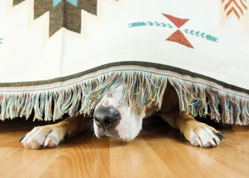 "В понимании животного салют - это война": как защитить собаку от праздничных фейерверков