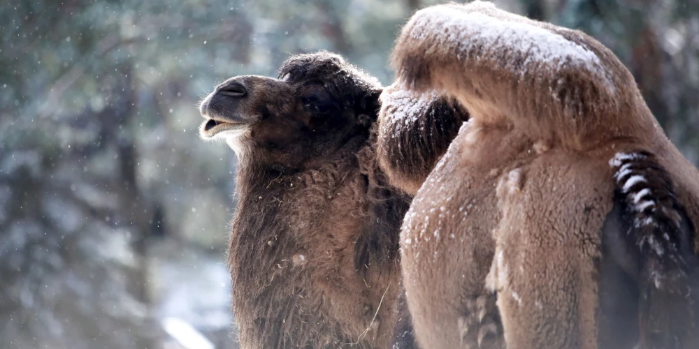Policija lūdz atsaukties aculieciniekus zoodārza kamieļu aplokā notikušajam nelaimes gadījumam
