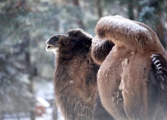 Policija lūdz atsaukties aculieciniekus zoodārza kamieļu aplokā notikušajam nelaimes gadījumam
