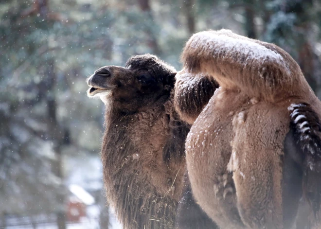 Policija lūdz atsaukties aculieciniekus zoodārza kamieļu aplokā notikušajam nelaimes gadījumam