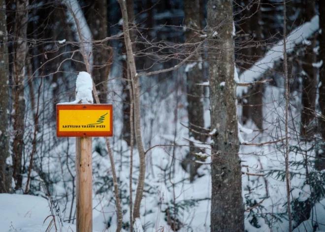 “Latvijas valsts meži” turpina iepirkt meža zemi arī tirgus sabremzēšanās apstākļos