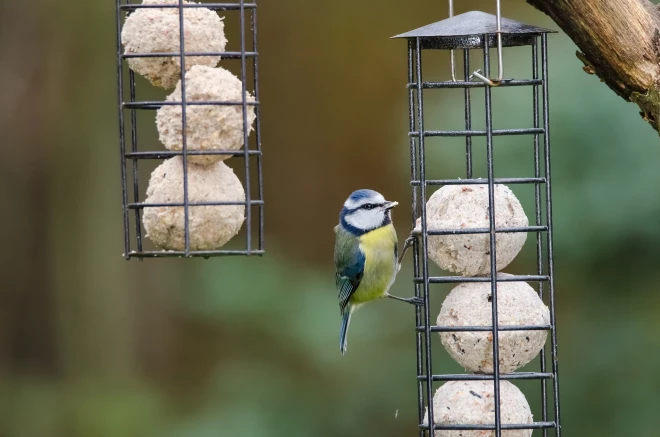 Tauku bumbu var ielikt šādā metāla režģī.
