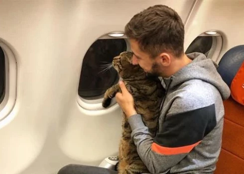 "Bračka nav bagāža": miris savulaik no Rīgas lidojušais "Gada kaķis", kuru lieku kilogramu dēļ Maskavā grasījās nolemt mokošai nāvei