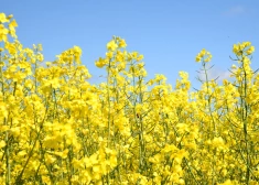 Pesticīdu atliekas atrod gandrīz visos Latvijā ņemtos ziedputekšņu paraugos