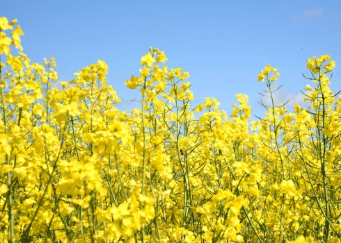 Pesticīdu atliekas atrod gandrīz visos Latvijā ņemtos ziedputekšņu paraugos