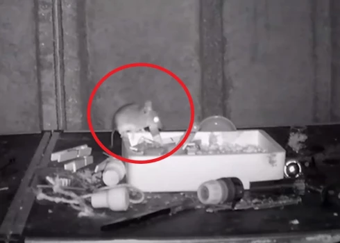 Пенсионер снял на видео, как обычная мышь ежедневно складывает вещи в его сарае
