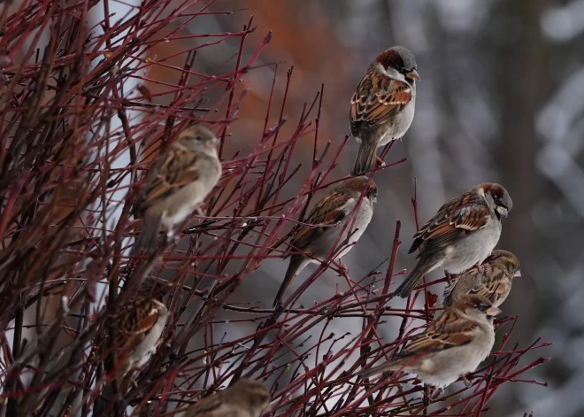 Gaisa temperatūra otrdien svārstīsies ap nulli