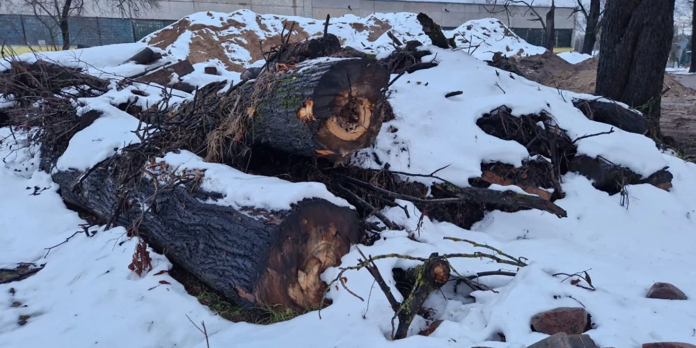 Dzirciemā, Slokas ielā, janvāra sākumā tika nozāģēta dižliepa, kura nolūza pērnā gada vētrā un tādēļ tika atzīta par bīstamu. 