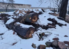 Kāpēc nozāģēja dižliepu Slokas ielā? Tās vietā būs daudzdzīvokļu nams