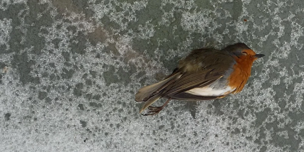 “Pazudušas visas zīlītes!” Iedzīvotāji ceļ trauksmi par sala laikā bojā gājušiem putniem
